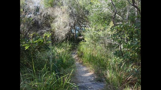 Scribbly Gum and White Sands Walking Track NSW (3.2km), Jervis Bay National Park, Jervis Bay смотреть онлайн