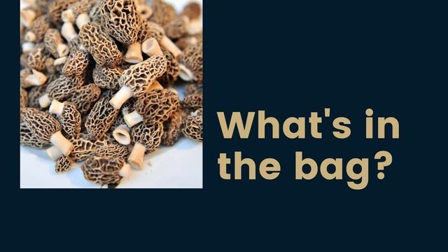 How to Cultivate Morels | Step-by-Step смотреть онлайн