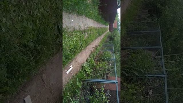 Утка с утятами среди дач ходит. смотреть онлайн