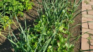 Ремонтантные сорта клубники Фурор, Капри, Хадемар, Мальга