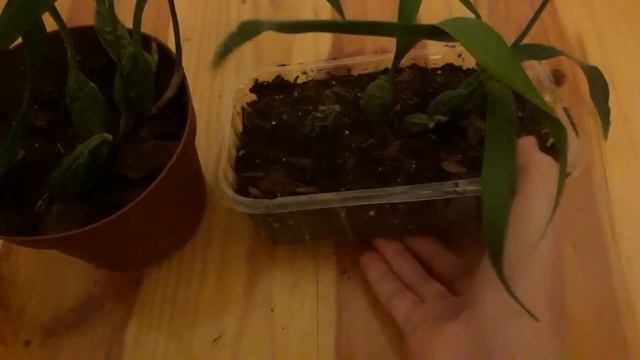 моя новая орхидея целогина кристата (Coelogyne cristata) ч 2 смотреть онлайн