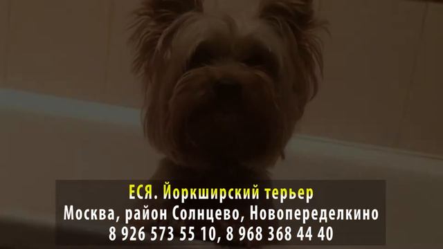 Пропала собака! ЕСЯ. Йоркширский терьер. Москва, район Солнцево, Новопеределкино смотреть онлайн