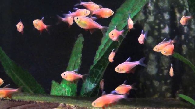 PISSED OFF SMALL AQUARIUM FISH: TOP 5 Most Pissed Off Petite Aquarium Fish смотреть онлайн
