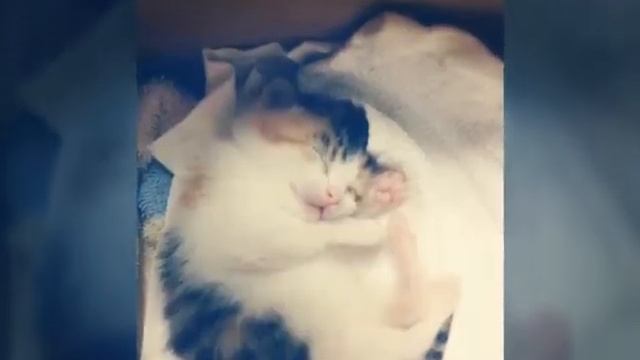Кошка это дикий зверь... смотреть онлайн