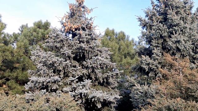 ДНЕПР 🇺🇦 СОЛНЕЧНЫЙ 🌿🌞🌿 Парк Сагайдак 🌲 Релакс 🌿 Красота природы 🌿 24.01.24 г. МИРА всем 🙏🏼 и ЛЮБВИ смотреть онлайн