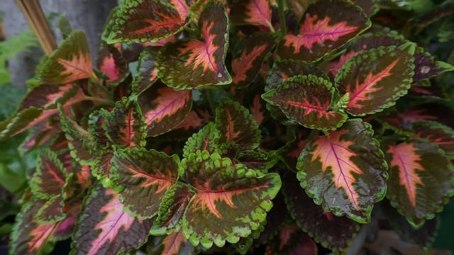 What happens when a Coleus flowers. смотреть онлайн