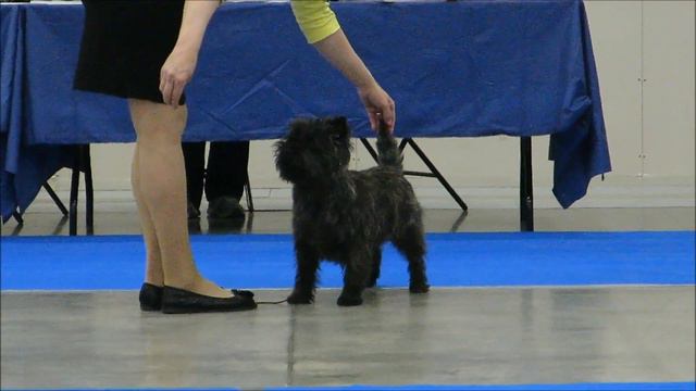 Керн терьер Часть 2 CACIB СПб 04 05 2019