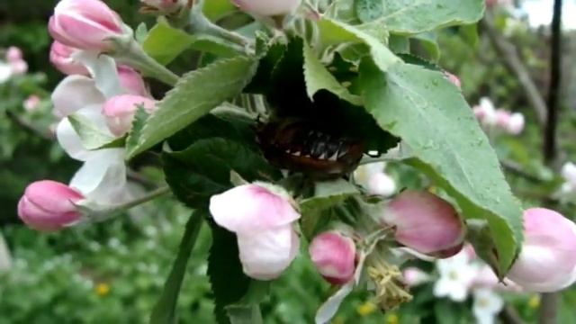 Майские жуки (хрущи). Нашествие. смотреть онлайн