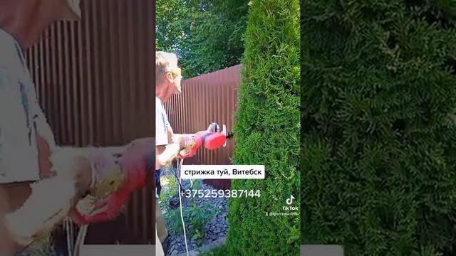 стрижка туй. смотреть онлайн