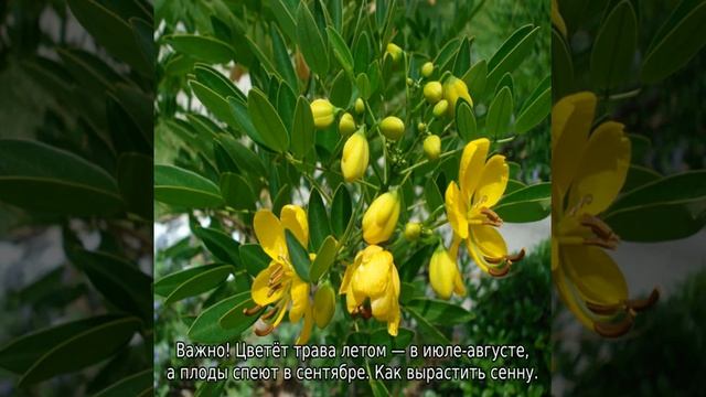 Сенна трава: описание, где растет, свойства и применение смотреть онлайн