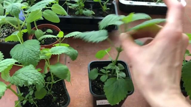 Как отличить КОТОВНИК от МЕЛИССЫ?