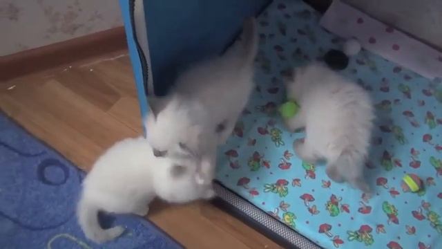 Котята 1 месяц день рождения смотреть онлайн