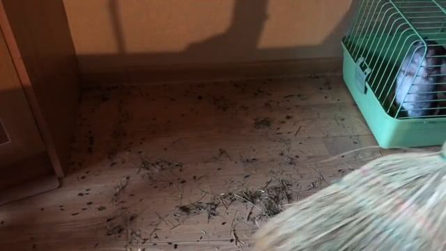 Уборка клетки шиншилл? смотреть онлайн