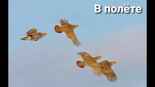 Серая куропатка ? смотреть онлайн