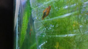 Роды пецилии и новый отсадник!