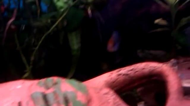 Карликовые цихлиды Mikrogeophagus ramirezi смотреть онлайн