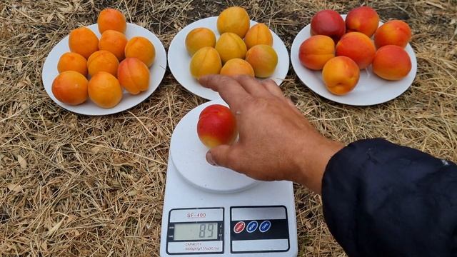 Зрівняння ранніх сортів абрикоса. Пріція / Вондер Кот / Ерлі Ред Оранж смотреть онлайн