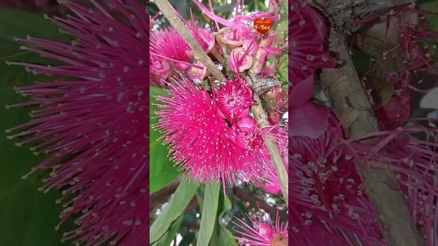 Nektar Trigona: Bunga Jambu Bol Putih l Jambu Jamaica l Syzygium malaccense смотреть онлайн