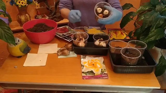 ВЫГОНКА ТЮЛЬПАНОВ И НАРЦИССОВ В ДОМАШНИХ УСЛОВИЯХ. ЦВЕТЫ К 8 МАРТА. смотреть онлайн