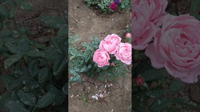 Флорибунды Розенграфин Мария Генриетта и Минерва. смотреть онлайн