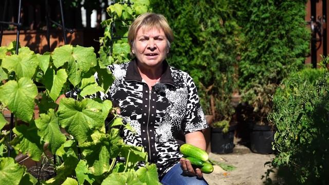 Почему огурцы горькие ? ✓ Что делать ? смотреть онлайн