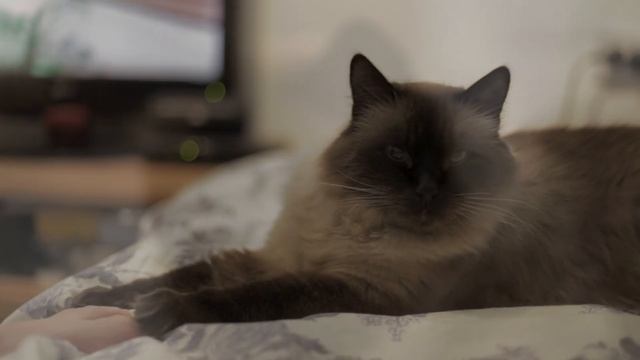 video test canon 6D смотреть онлайн