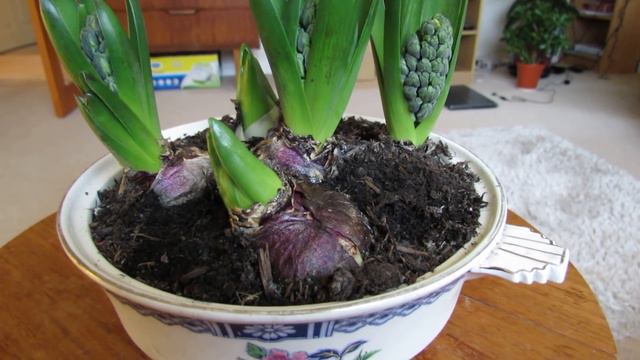 How to Force Hyacinth bulbs смотреть онлайн
