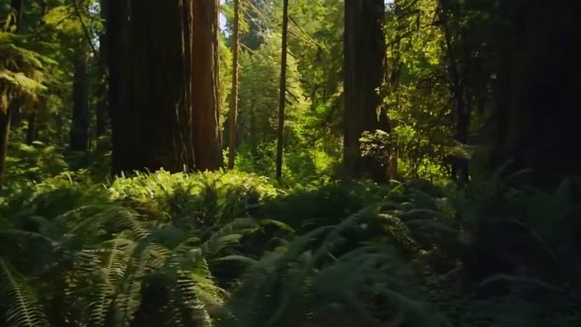 Николай Клюев смотреть онлайн