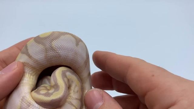 Pastel Banana Xs ball python morph! смотреть онлайн