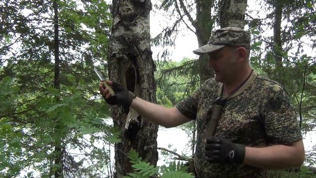 Чага. Березовый гриб. смотреть онлайн