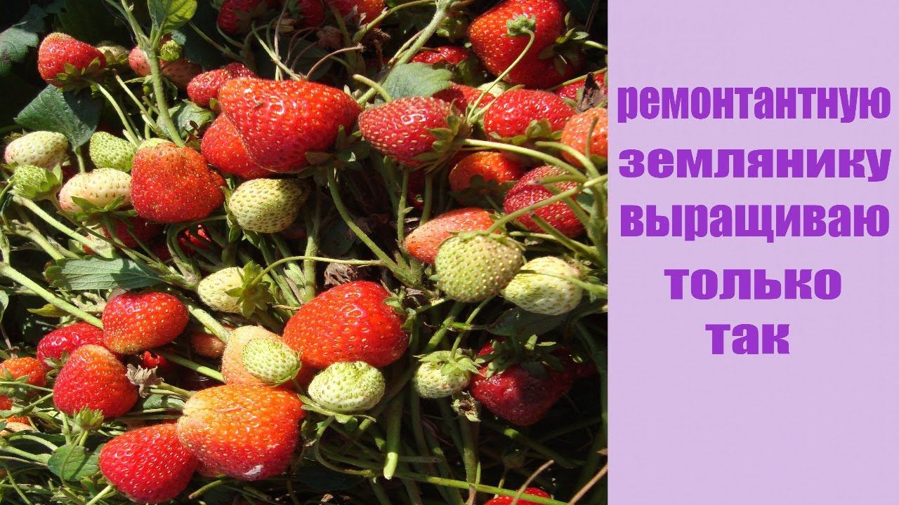 КАК ВЫРАЩИВАТЬ РЕМОНТАНТНУЮ ЗЕМЛЯНИКУ ЧТОБЫ ГАРАНТИРОВАННО ПОЛУЧАТЬ ВЫСОКИЕ УРОЖАИ . смотреть онлайн