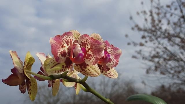 Phal. Lioulin Sparrow Cat "peloric" смотреть онлайн