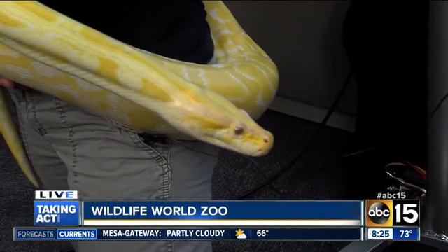 Wildlife World Zoo's Dr. Sam brings in a cranky python смотреть онлайн