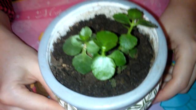 Каланхоэ размножение черенками смотреть онлайн