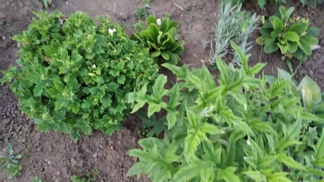 6 соток.Урал.12 июня.Обзор огорода. смотреть онлайн