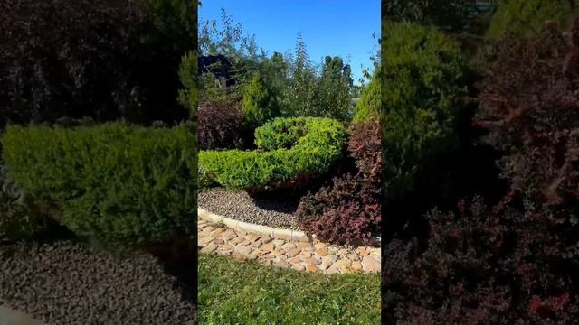 Можжевельник #стрижкасобак #стрижкарастений #приколы #можжевельник #пп #лабинскийрайон #базаотдыха