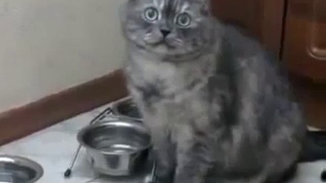 Приколы с котами. Кот Где моя еда! смотреть онлайн
