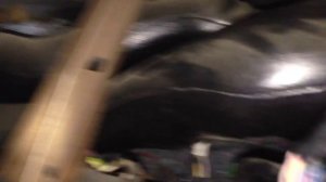 Почему гремит торпеда в калине