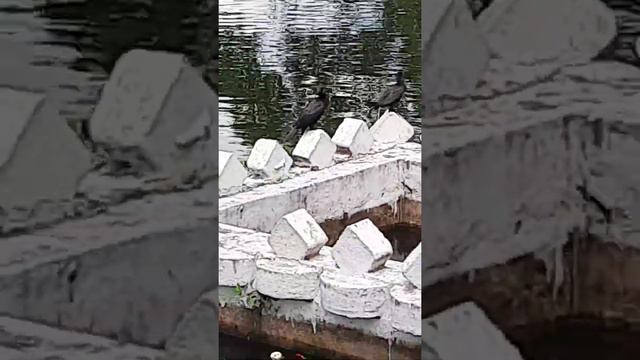 Необычные птицы и много рыбы хоть руками лови в городе Канди. смотреть онлайн