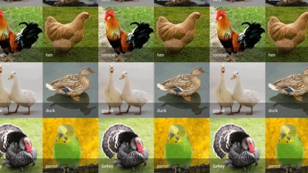 Animals Learning HD Learning Animals Sounds For Toddlers Learning Domestic Animals Sounds For Kids