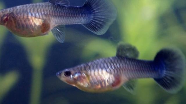 КОГДА РОДИТ ГУППИ !? смотреть онлайн