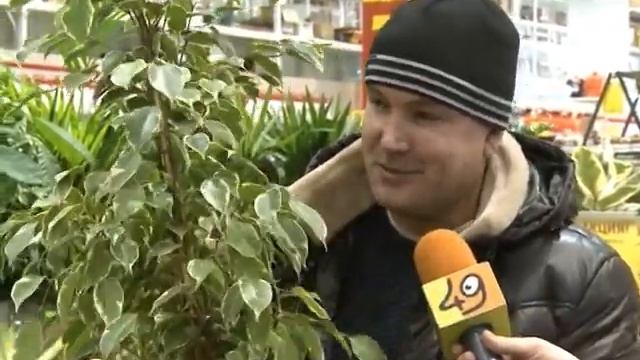Живые цветы в Новосибирске в КОЛОРЛОН ВТД смотреть онлайн