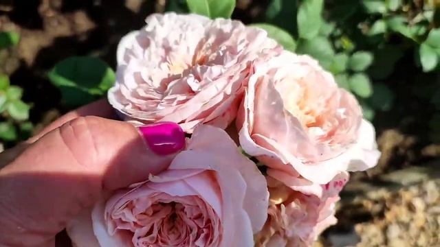 Роза -Кубань.Что с розами из посылки?Август 21.Роза Маргарет Уильямс! смотреть онлайн