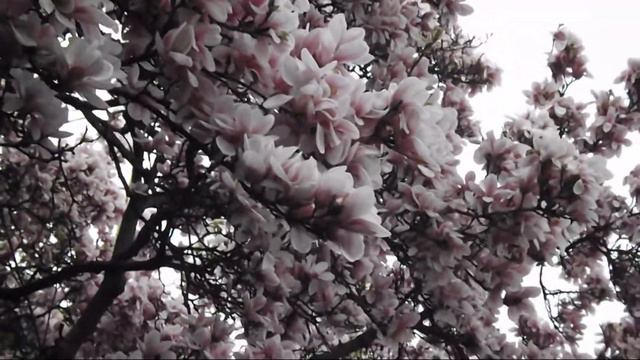 CLIP MAGNOLII 2014 смотреть онлайн