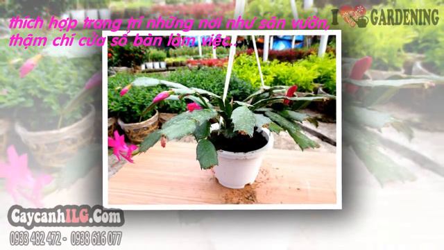 Hoa Cây Lan Bình Rượu смотреть онлайн