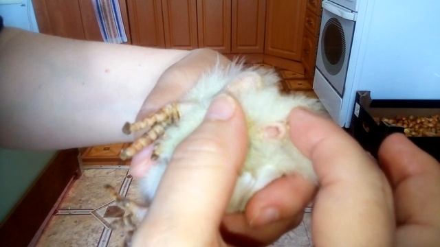 Определение пола индюшонка в суточном возрасте. смотреть онлайн