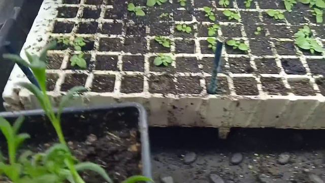 Безымянные семена. смотреть онлайн