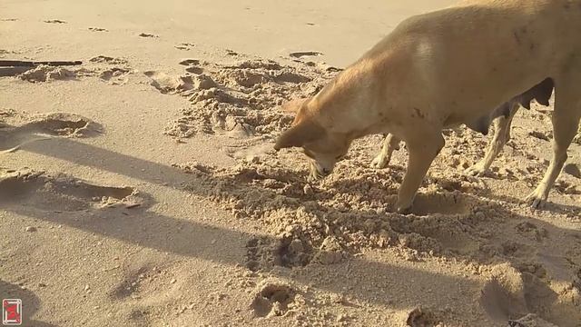 Индия 2019-14 (продолжение, часть IV) смотреть онлайн