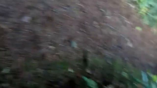 Boletes and the Amanita Muscaria patch revisited. смотреть онлайн