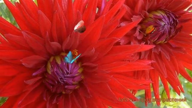 Георгина полукактусовая Мингус Джеки ? обзор: как сажать, луковицы георгины Мингус Джеки смотреть онлайн